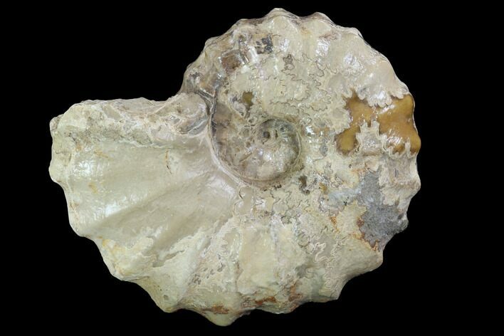 Cretaceous Ammonite (Calycoceras) - Texas #93539